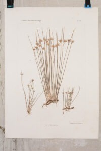 Naturselbstdruck Juncus Jacquini Linn. (Gämsen-Binse)