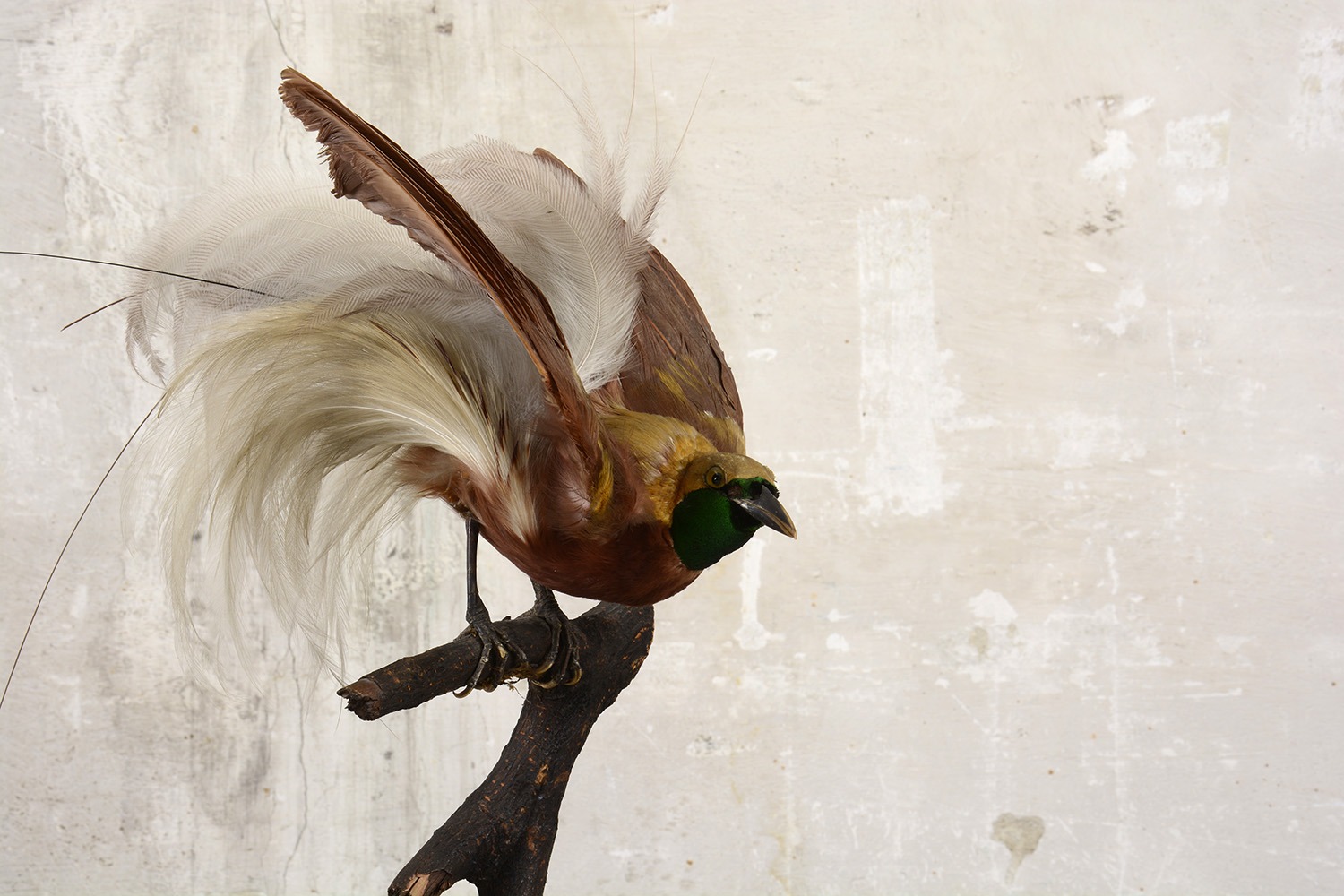 Paradiesvogel – Bild 3