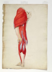 Anton von Perger (1809-1876), Die Muskeln des Fusses