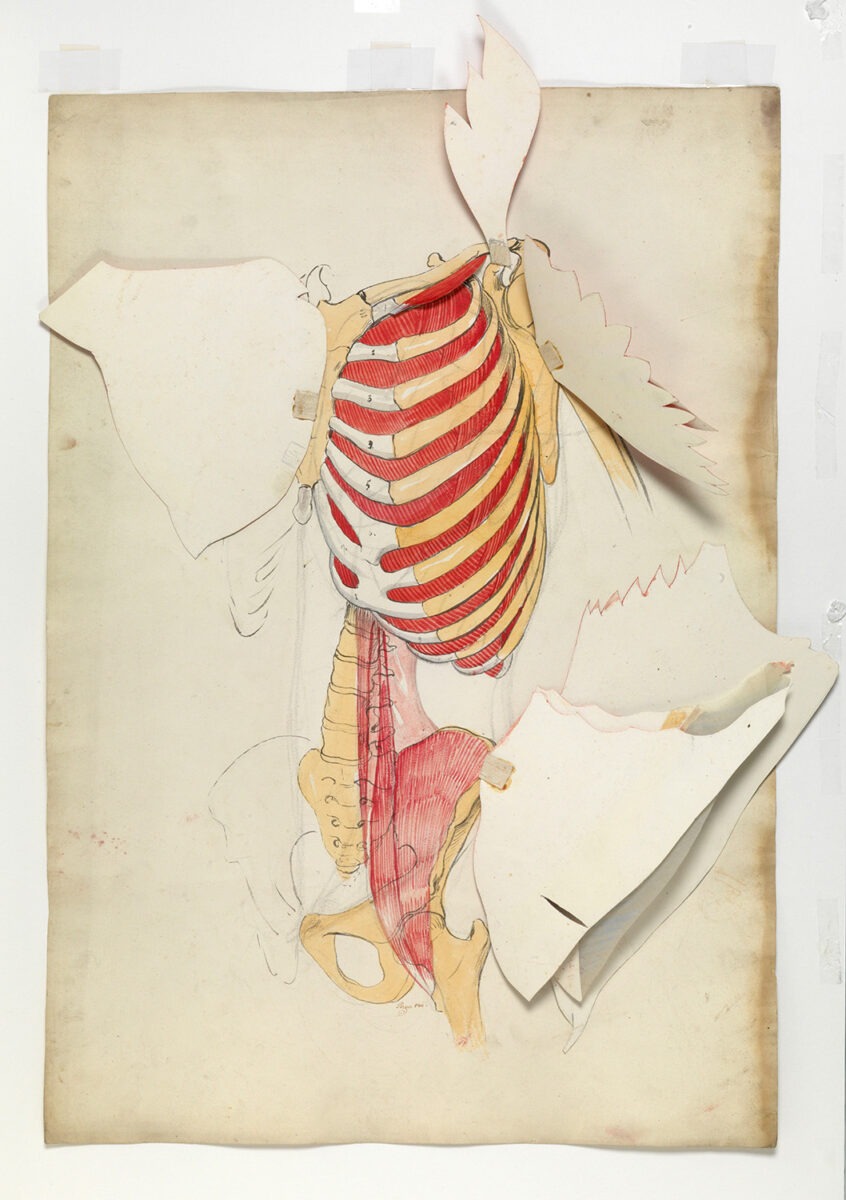 Anton von Perger (1809-1876), Die Muskeln des Leibes – Bild 2